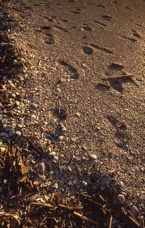 WT 0200 029-20 New Zealand.jpg